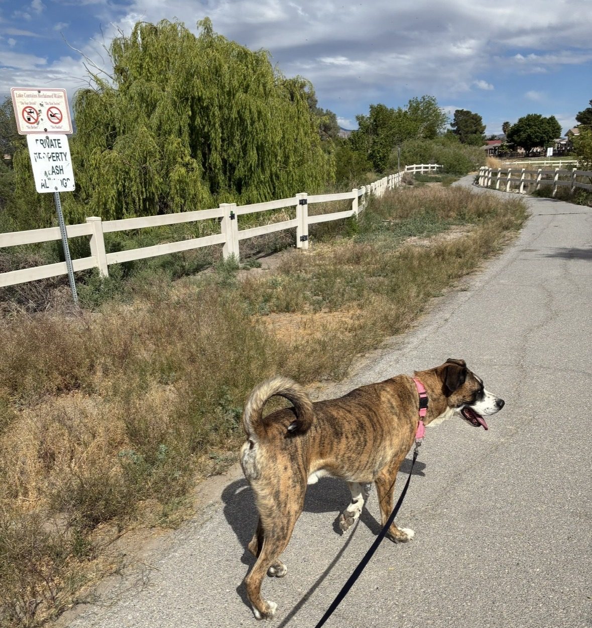 Dog Training