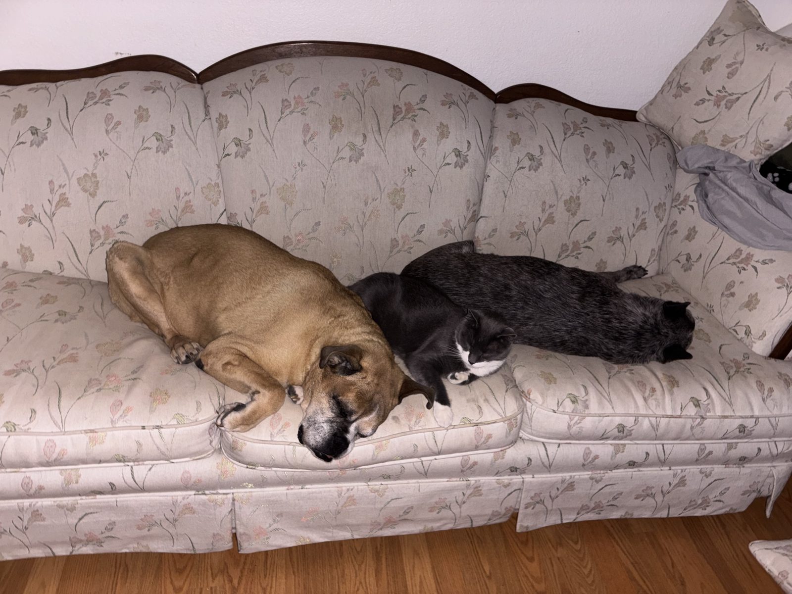 Pet Sitting