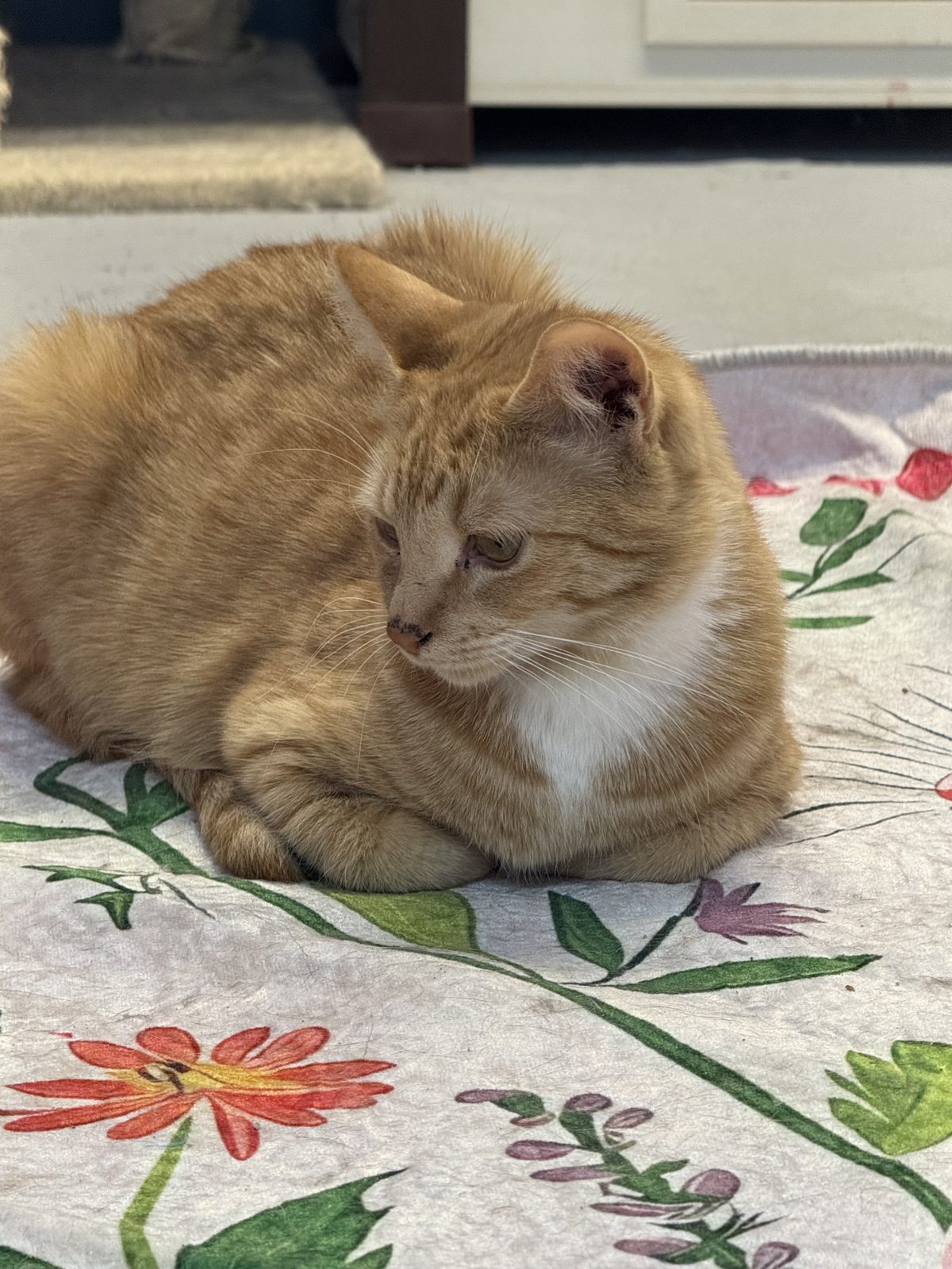 A cat relaxing inside the Paw-Rump Cat Cafe
