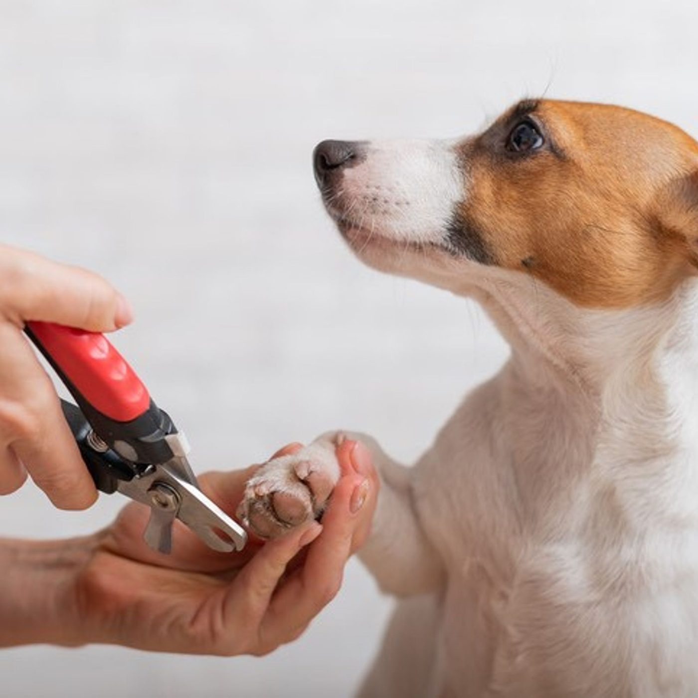 Cat & Dog Nail Trims